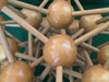 Decorative 1960s Atomic wooden Science culture sculpture