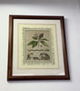 1800s copper Etching hand painted colour
