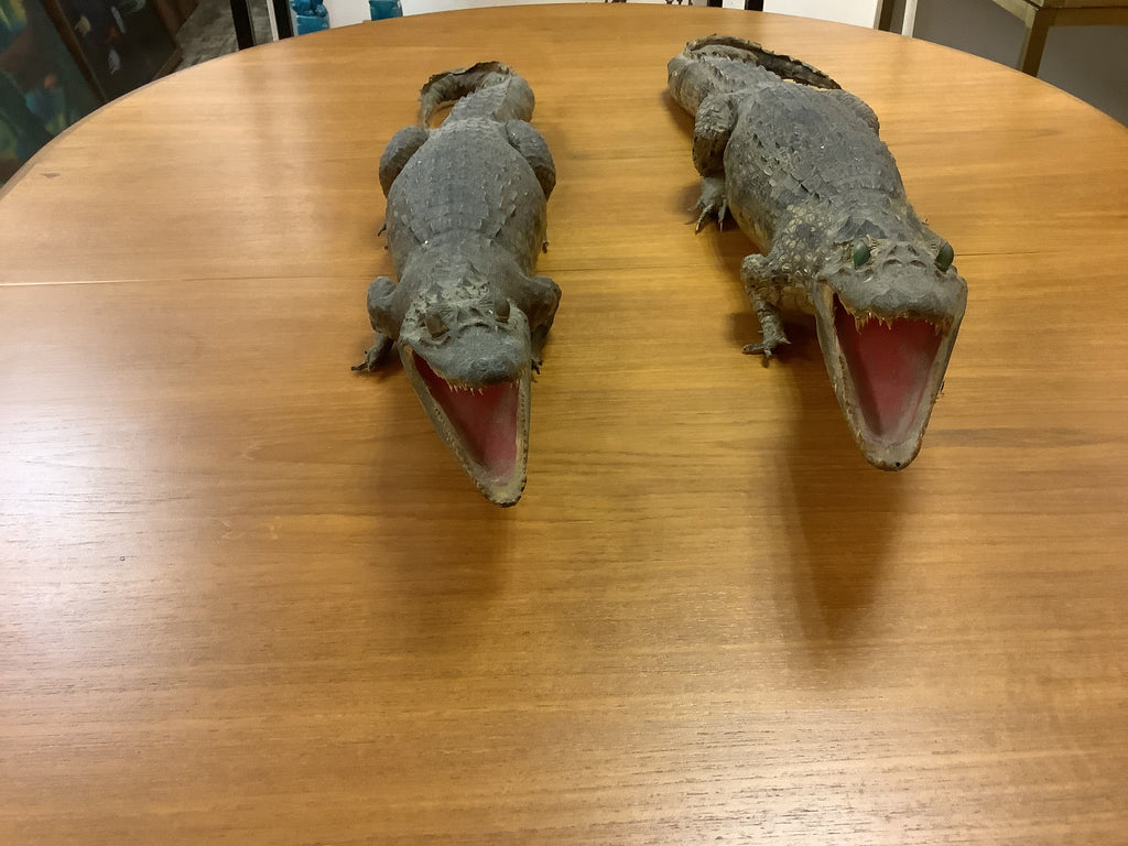 Pair of TAXIDERMY CROCODILES